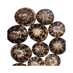 Concha de limpiapiedras seleccionada, limpiada y secada para uso decorativo - Product Image 4