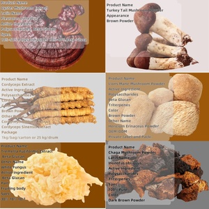 Polvo de Extracto de Hongo, Polisacáridos, Polvo de Extracto de Hongo <span class=keywords><strong>Armillaria</strong></span> <span class=keywords><strong>Mellea</strong></span> - Product Image 4
