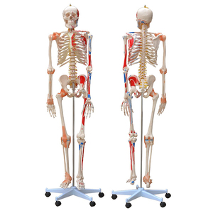 XC-101A Skelett mit Muskeln und Bändern, 180 cm groß - Product Image 1