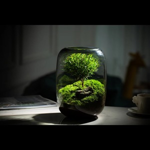 Vase en verre micro-paysage créatif avec mousse, bonsaï écologique, arbre de vie, ornements de bureau - Product Image 2