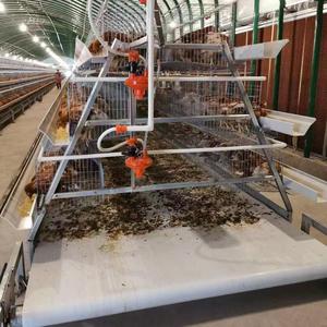 Équipement pour cages à volailles, système de nettoyage automatique des déchets pour 192 oiseaux, solution de production d'œufs commerciale, conception en acier Q235 - Product Image 3