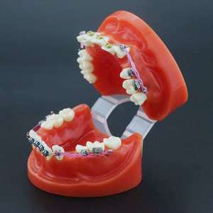 Gelsonlab HSDT-B1-02 <span class=keywords><strong>Dental</strong></span> Orthodontische Tanden Model <span class=keywords><strong>Typodont</strong></span> Met Metalen Beugel Boog Draad Ketting - Product Image 6