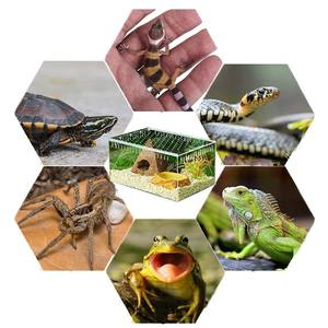 Boîte d'élevage de reptiles en plastique, piège à tortue sauvage, grande boîte, cage acrylique pour animaux de compagnie, à vendre - Product Image 6