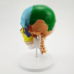 Modelo de Anatomía de Cráneo Humano Adulto Desmontable a Color, Tamaño Real, con Vértebras Cervicales y Dientes Extraíbles - Product Image 4
