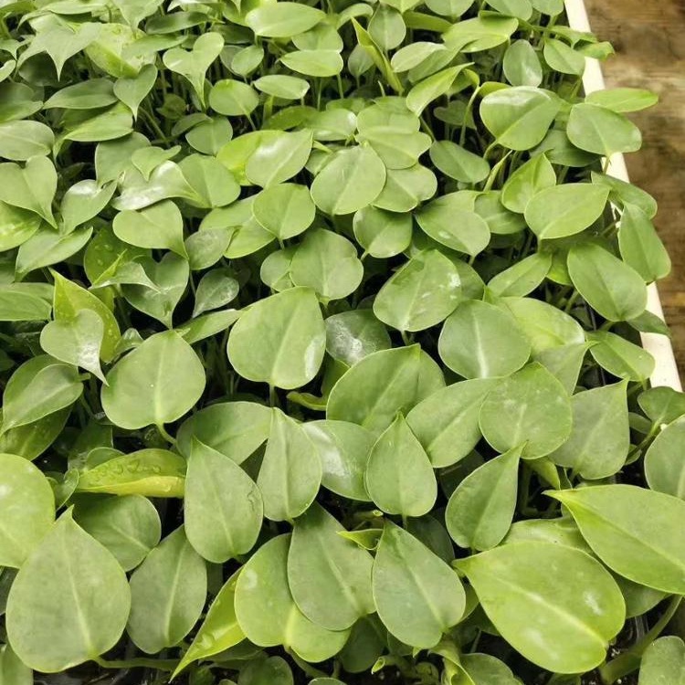 Завод рассады монстера