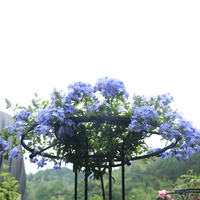 Support de plante en métal détachable pour plantes en pot, formes irrégulières multiples, pour intérieur, extérieur, jardin, balcon