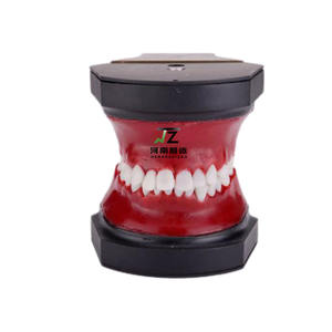 Modelo de Dientes Tipodonto para Entrenamiento de Ortodoncia Dental - Product Image 3
