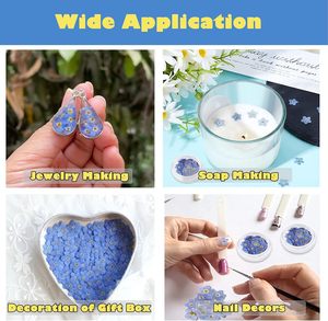 Fleurs pressées naturelles séchées Forget - Me - Not Décor de longue durée pour la maison Art mural Fabrication de cartes Décorations Amateurs créatifs - Product Image 2