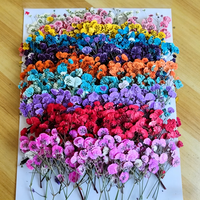 Fleurs de gypsophile séchées et pressées en gros pour l'art encadré, les spécimens, la décoration murale de la maison et les idées de cadeaux de mariage