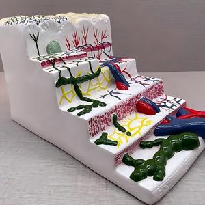 İnsan Mide Duvar Katmanı Anatomisi Modeli - Tıbbi Eğitim için Mide Doku Yapısı Öğretim Modeli - Product Image 2