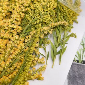 MNR2017 Flor de adelfa seca salvaje natural con hojas para manualidades de linterna DIY - Product Image 4