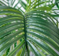 Palmier Areca Artificiel Intérieur/Extérieur Moderne Real Touch Feuilles Branches Réglables Durable Faux Greenery