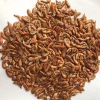 Gammarus séchées de g, pour poisson et tortue, crevettes séchées