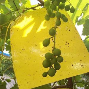 الزراعة الفاكهة الصفراء الزرقاء لزجة فخ الذباب والبعوض الحشرات الغراء القاتل دولة من بين الفن نوع هلام - Product Image 4