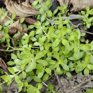 Chui Peng Cao, Erba Pendente Selvatica HERBA SEDI, Erba Intera Sedum Sarmentosum in Vendita - Product Image 4