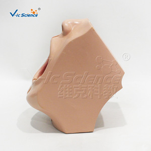 VIC0361 Modèle d'enseignement et de formation sur la cavité buccale simulée ; Modèle de démonstration pour la formation pratique dans le département de - Product Image 2