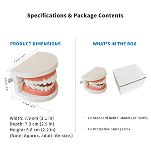 Venta al por mayor Tamaño real Estándar 28 Dientes Modelo PVC Cavidad bucal Demostración Mandíbula <span class=keywords><strong>Bisagra</strong></span> articulada para cepil - Product Image 4