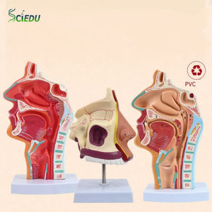 Modèle anatomique humain normal <span class=keywords><strong>de</strong></span> <span class=keywords><strong>la</strong></span> bouche et du nasopharynx, modèle pédagogique pathologique <span class=keywords><strong>de</strong></span> <span class=keywords><strong>la</strong></span> bouche et du nasopharynx - Product Image 1