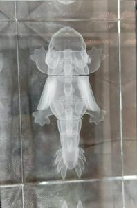 Mini máy bay phản lực thể hiện nhỏ 3D ảnh máy in tốc độ cao Mini tinh thể 3D laser Engraver - Product Image 6