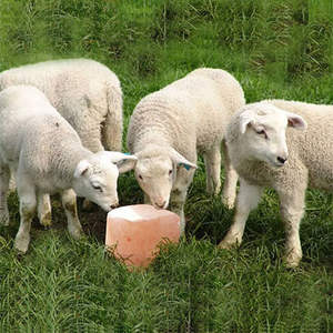 Lámpara de lamer de sal rosa del Himalaya pura, sal Mineral Natural tallada, decoración navideña para ganado, ovejas, artesanías naturales de estilo amoroso - Product Image 6