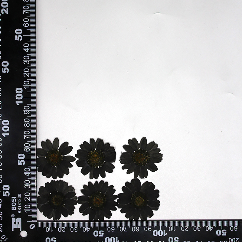 MH639-Black-Daisy