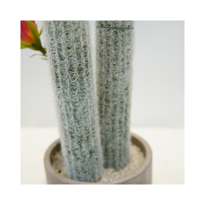 Mini Real Touch <span class=keywords><strong>piante</strong></span> <span class=keywords><strong>grasse</strong></span> verdi in vaso <span class=keywords><strong>con</strong></span> fiore per la decorazione della scrivania pianta di <span class=keywords><strong>Cactus</strong></span> artificiale - Product Image 4