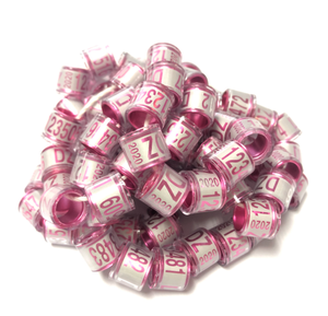 WQ 2022 Nuovo Arrivo Spagna Anelli di Piccione Per Il Giorno Vecchio Bianco Leghorn Pulcino// - Product Image 3