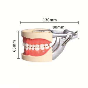 Modelo de Dientes Humanos Estándar para Enseñanza con Certificación CE, Modelo Anatómico de Mandíbula con 32 Piezas de Dientes, Ciencia Médica - Product Image 4