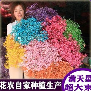 Bouquet de fleurs séchées de gypsophile (Xi Peptide) violet clair 5 kg pour les vendeurs de rue - Product Image 4