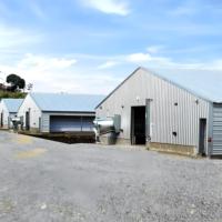 Structure portique en acier lourd préfabriquée pour poulailler, hangar d'élevage avicole avec services de soudage et de pliage pour poulets de chair/pondeuses