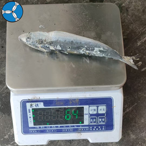 SANFENG <strong>SEAFOOD</strong> Fresh Frozen Sardines 30-50pcs Per Carton to Asian <strong>Buyers</strong> - Product Image 3