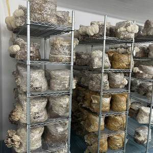 Étagères pour la culture de champignons, étagères commerciales à 6 niveaux avec étagères en fil métallique chromé pour la culture de champignons - Product Image 2