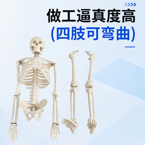 Modelo de Esqueleto Humano de 85 cm, Modelo Humano de Tamaño Real, Modelo de Enseñanza de Esqueleto Adulto Pequeño, Modelo de Columna Vertebral - Product Image 3
