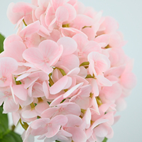 Bunga Hydrangea Buatan Lateks Biru Putih Real Touch 62cm Berkualitas Tinggi untuk Dekorasi Pernikahan Dekorasi Rumah Rangkaian Bunga