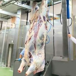 Equipo para Mataderos de Vacas <span class=keywords><strong>Musulmanas</strong></span>, Línea de Procesamiento, Corte y Sacrificio de Carne Bovina - Product Image 2