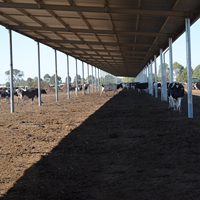 Structure en acier préfabriquée avancée pour abri à moutons, hangar à vaches à grande échelle pour l'élevage