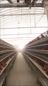 3/4 tầng thép mạ kẽm gà Coop cho chăn nuôi gia cầm một loại lớp trứng gà lồng với động vật đẻ gà chim cút chim sử dụng - Product Image 3