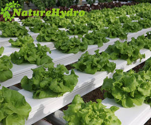 Fabrik liefert Hidroponik Nft Erdbeer produktion Hydro ponik - Product Image 6