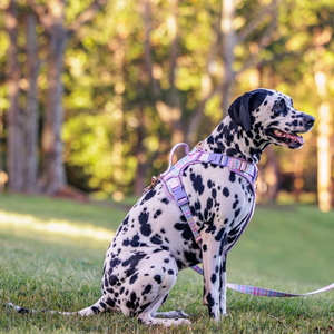 Arnés para Perro Transpirable y Personalizable, Arnés Resistente para Mascotas con Cierre <span class=keywords><strong>de</strong></span> Presión y Ribete Reflectante para <span class=keywords><strong>Seguridad</strong></span> Nocturna - Product Image 6