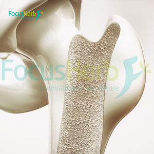 FocusHerb, polvo de hongo de botón blanco de grado alimenticio, extracto de hierbas 10:1 Agaricus Bisporus - Product Image 2