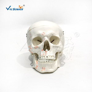 Modèle de crâne avec marques des origines et des points d'insertion musculaires ; Modèle de crâne de la structure squelettique humaine - Product Image 5