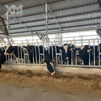 Penghalang Kepala Sapi Baja Galvanis yang Dapat Disesuaikan, Pengunci Leher Sapi Perah, Peralatan Pengikat Ternak untuk Memberi Makan