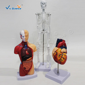 Modèle de squelette humain, de torse et de cœur (ensemble de trois pièces), organes détachables, matériel pédagogique pour les écoles de médecine. - Product Image 2