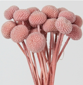Nuevas y creativas flores secas preservadas <span class=keywords><strong>de</strong></span> lujo en varios colores rosa, hojas <span class=keywords><strong>de</strong></span> hierba y joyas ornamentales para decoración <span class=keywords><strong>de</strong></span> bodas - Product Image 3