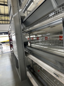 Equipo de Jaulas Automatizadas Tipo H para la Región <span class=keywords><strong>MENA</strong></span>, Diseño de Automatización Compatible con Energía Solar y Ahorro de Energía - Product Image 6