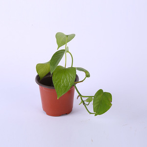 Pot de fleurs en plastique bicolore, petit modèle, rouge et noir, avec trous de drainage pour la plantation en jardin - Product Image 3