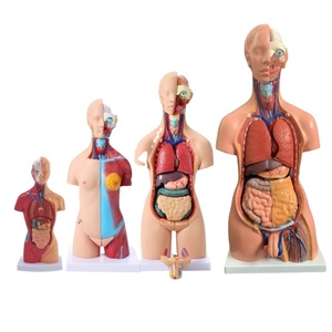 Modelo de Anatomía de Torso de estructura de órgano de <span class=keywords><strong>vísceras</strong></span> <span class=keywords><strong>humanas</strong></span>, juguete de enseñanza de plástico para niños con herramienta de ciencia médica de corazón extraíble - Product Image 1