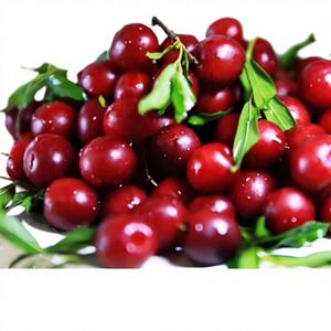 Extracto de Frutos de Prunus Humilis en Polvo de Alta Calidad y Alto Contenido 10:1, Polvo Soluble en Agua de Prunus Humilis, Grado Alimenticio - Product Image 5