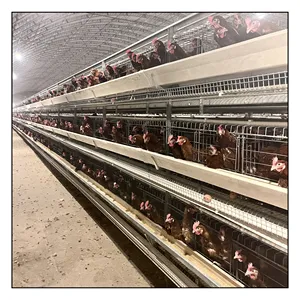 Conception moderne Cages à poulets automatiques galvanisées à chaud en batterie pour l'élevage de volailles en Chine