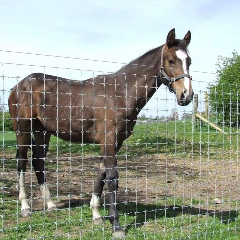 Mesh 10cm Cattle Netting With Electric
